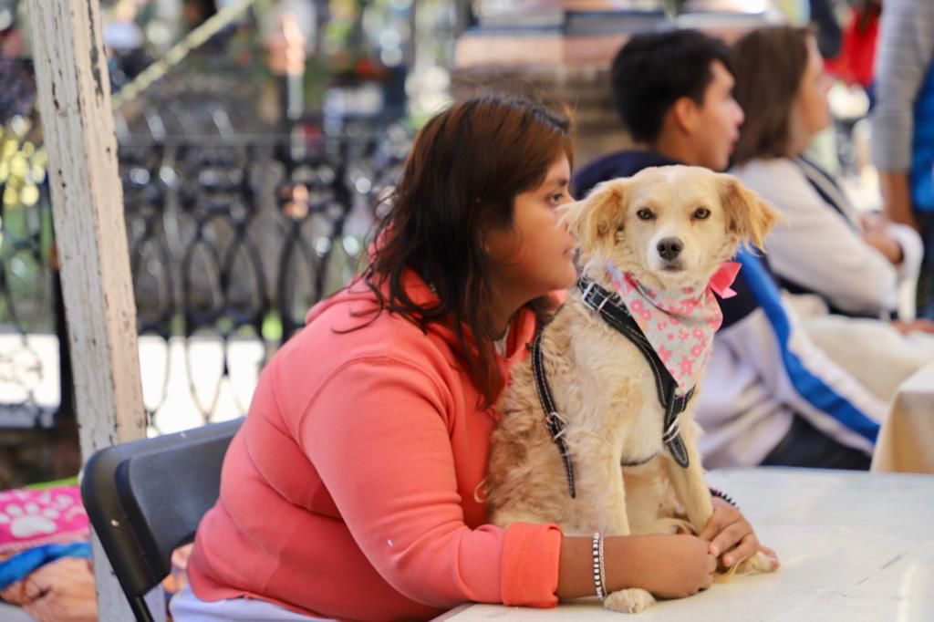 Gobierno de la Capital iniciará campaña de esterilización de perros y gatos, como medida preventiva y de salud pública
