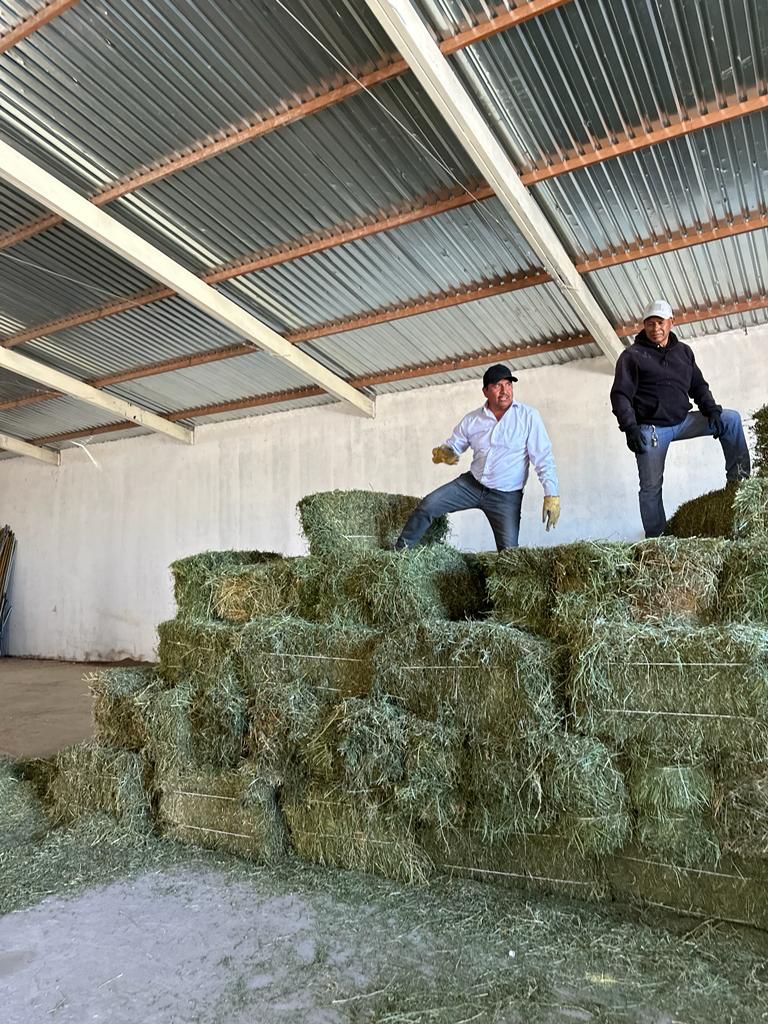 Gobierno de la Capital entregó 608 pacas de forraje a 76 ganaderos, para hacer frente al estiaje