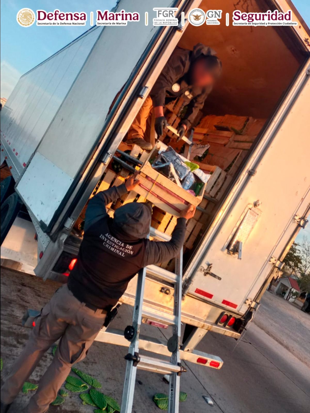EN SONORA DETUVIERON A UN HOMBRE QUE TRANSPORTABA 32 KILOS DE FENTANILO OCULTOS EN UN CARGAMENTO DE NOPALES EN UN TRÁILER