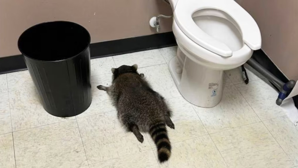 UN MAPACHE SE EMBORRACHA EN UNA LICORERÍA EN VIRGINIA: FUE HALLADO DESMAYADO EN EL SUELO DEL BAÑO