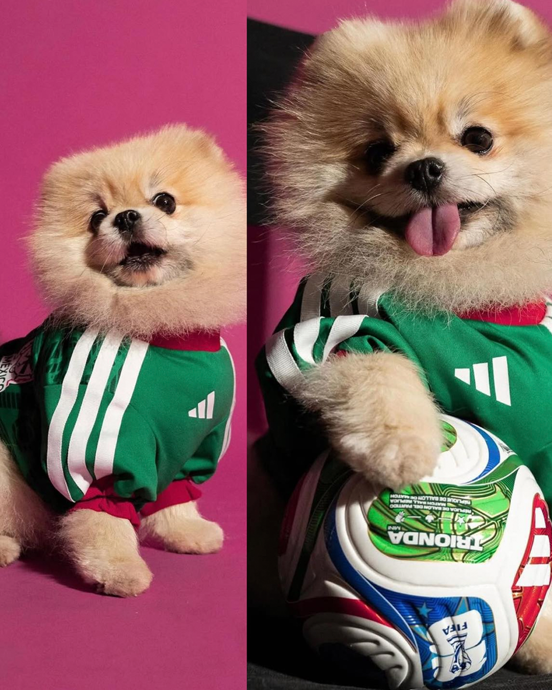Adidas lanza colección de camisetas para mascotas