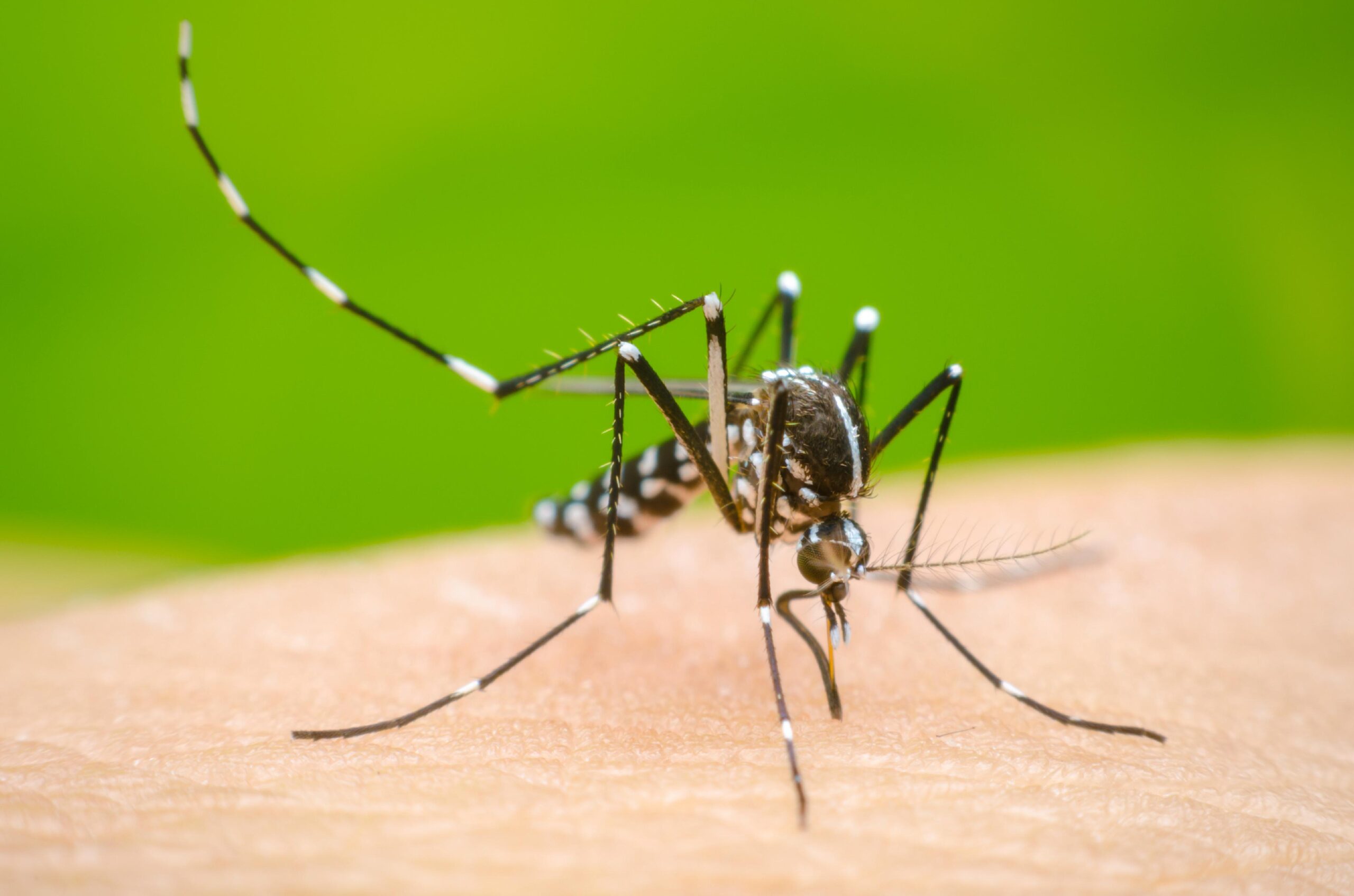 Salud pública: San Luis Potosí registra tasa cero en mortalidad por dengue durante 2026 ante el fortalecimiento de cercos epidemiológicos