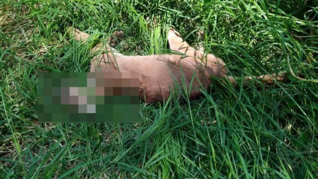 encuentran sin vida a un puma