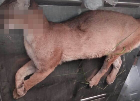 encuentran sin vida a un puma