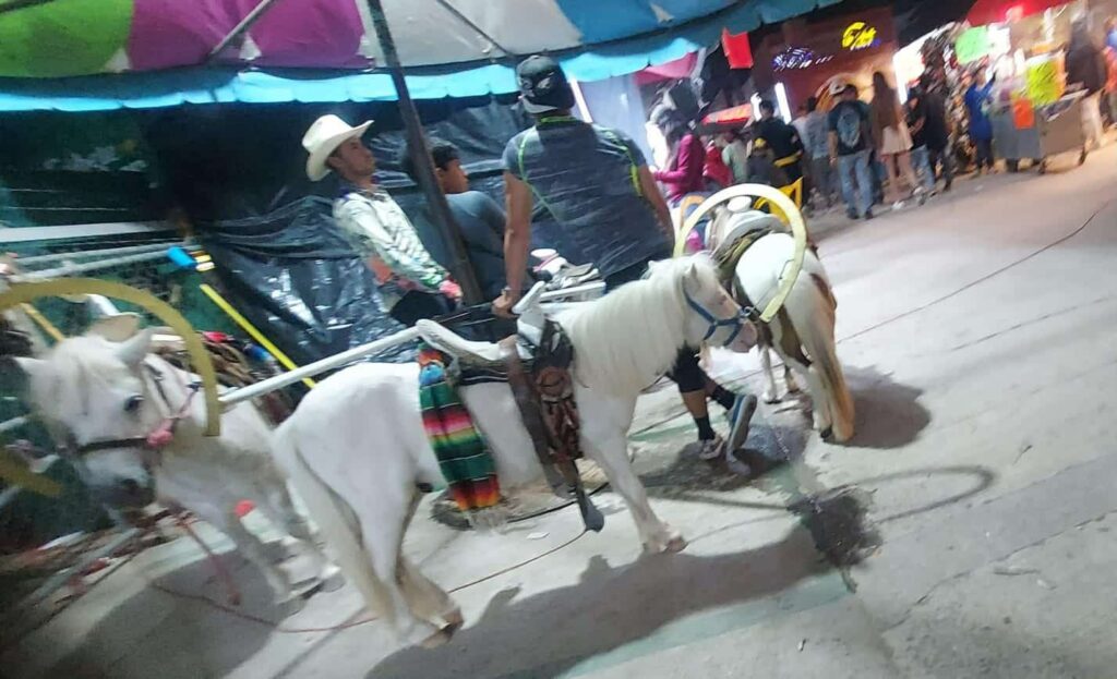 Colectivos animalistas solicitan al Patronato de la FENAPO eliminar de manera definitiva espectáculos y actividades con animales para la edición 2026