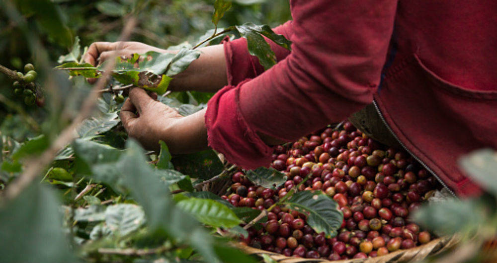 Declara el Congreso del Estado el 31 de julio como el Día Estatal de las y los Cafeticultores Potosinos