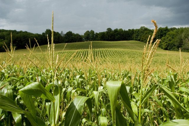Lluvias benefician cultivos y mejoran expectativas para el campo potosino