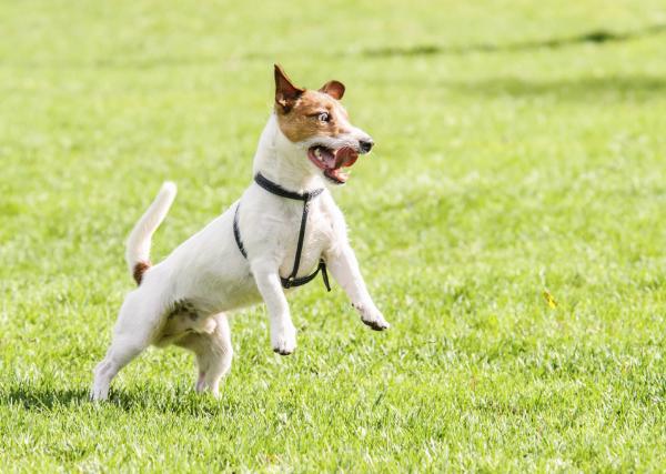 Plantean sanciones económicas para quienes paseen perros sin correa en San Luis Potosí