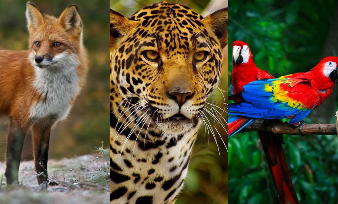 Huasteca tendrá protocolos para atender fauna silvestre