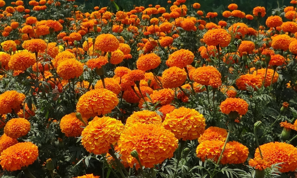 Descarta San Luis Potosí presencia de cempasúchil chino en mercados locales