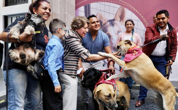 Proponen renovar las normas de protección animal y recuperar las jornadas de adopción en San Luis Potosí