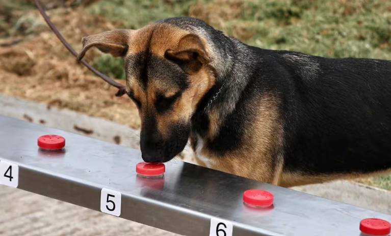Preparan perros especializados para detectar el gusano barrenador en San Luis Potosí